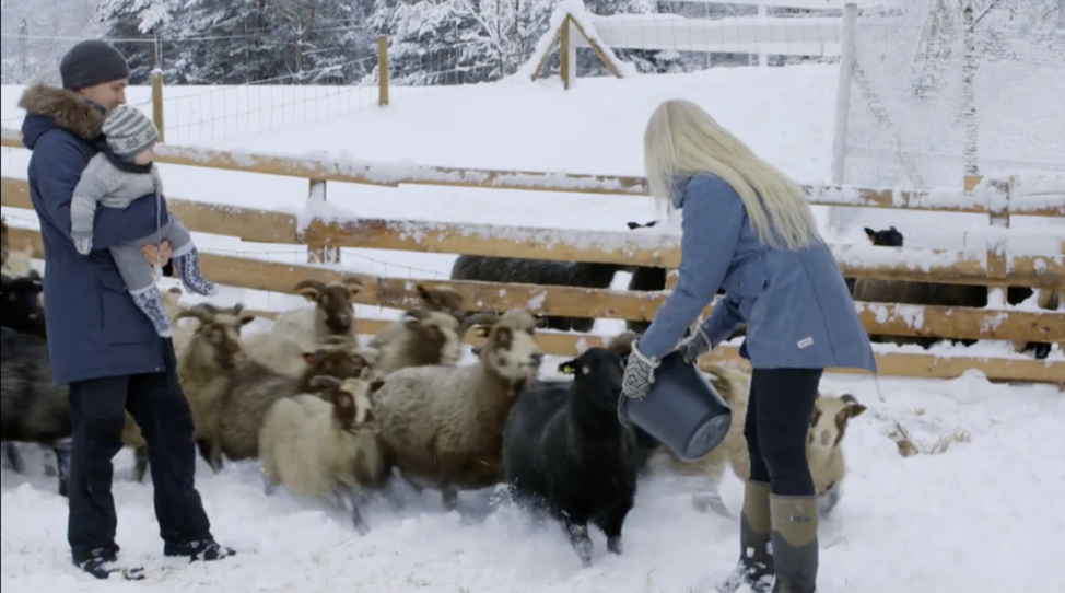 nedre skinnes gård sau juk 