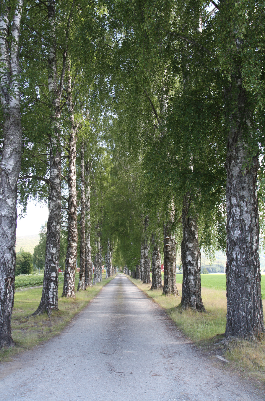 bjørkealee