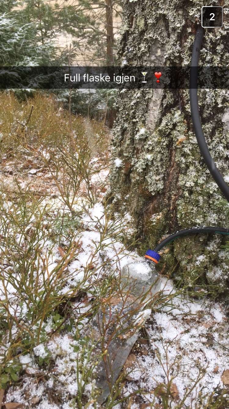 tapping av bjørkesaft