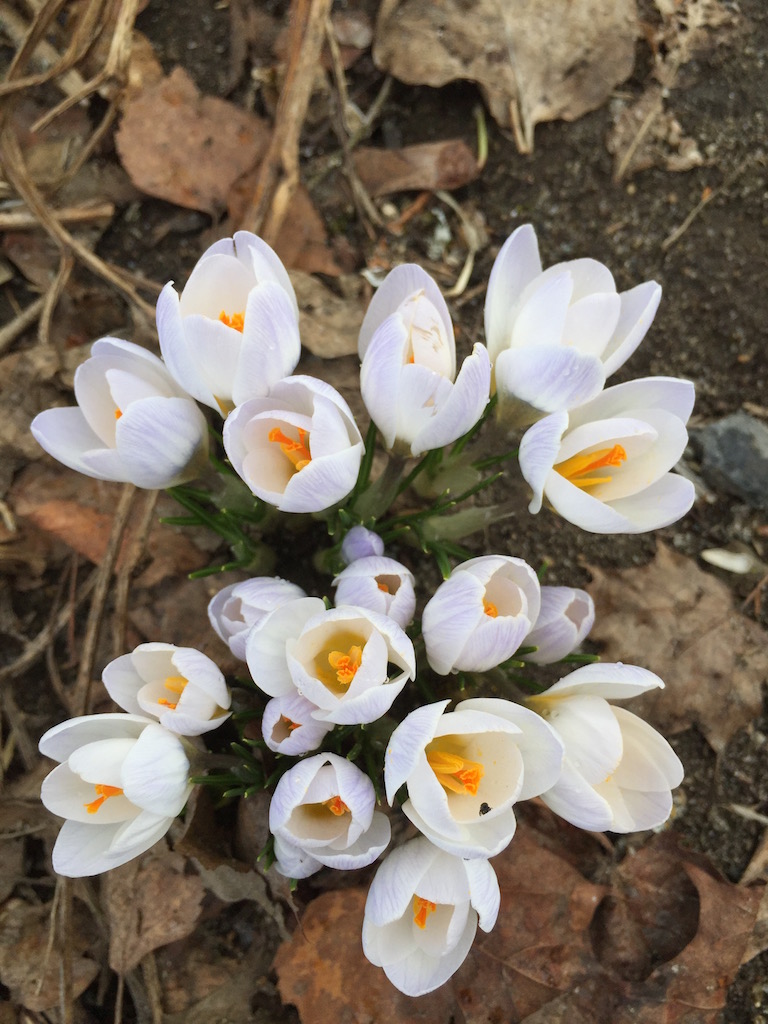 krokus vårblomst