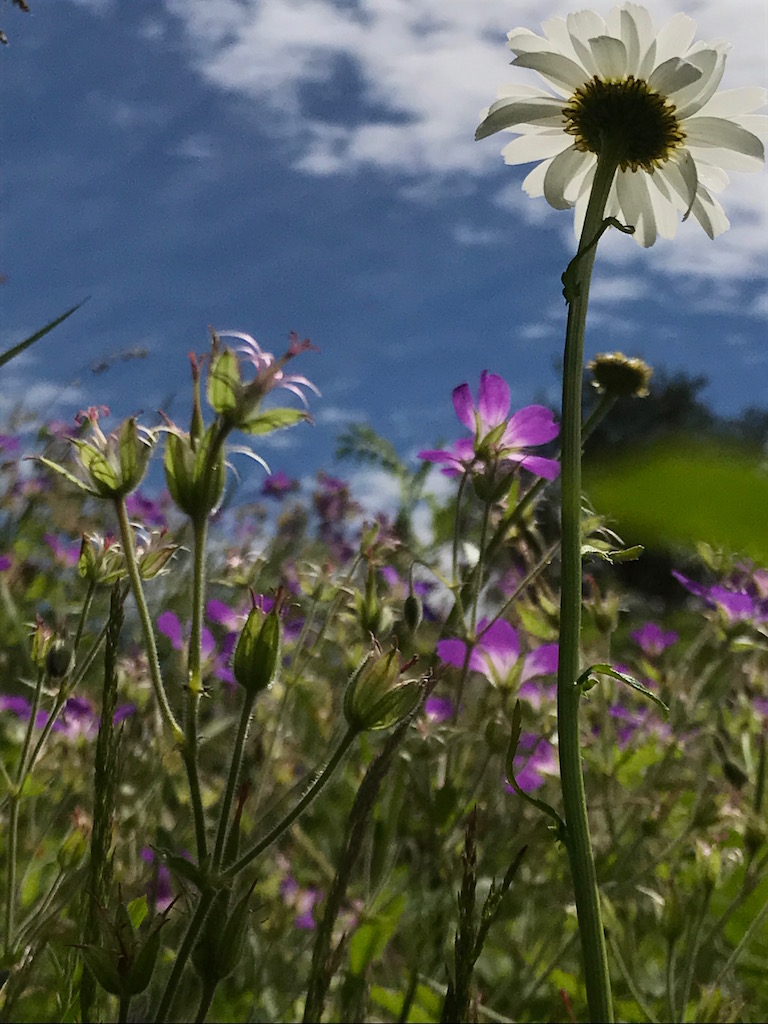 sommerblomster