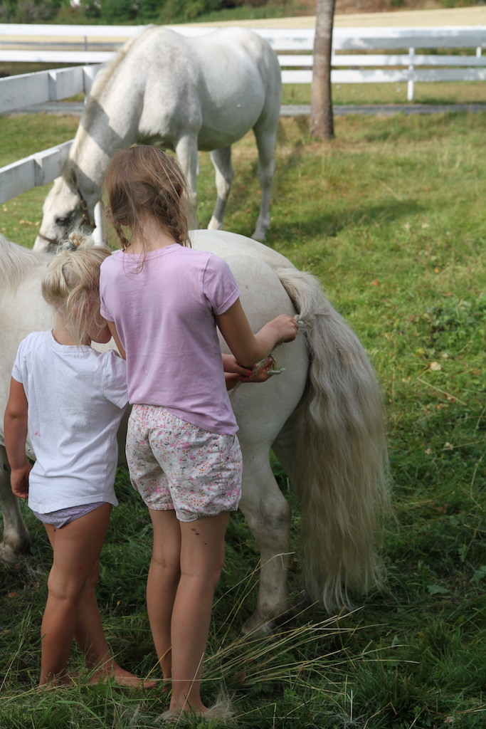 hest