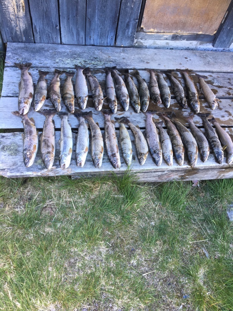 fjellfisk 