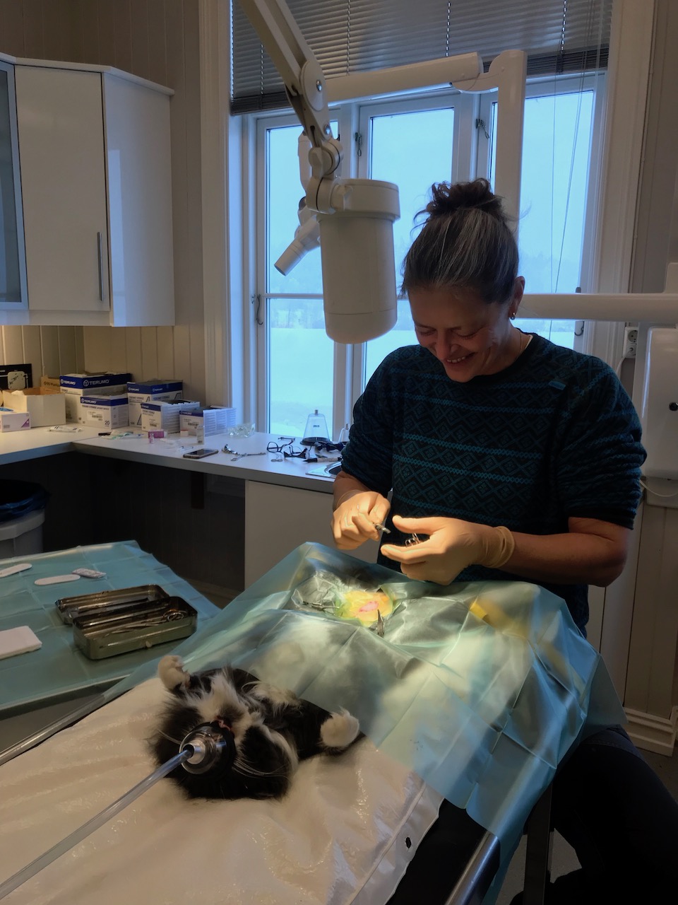 kastrering sterilisering av katt 