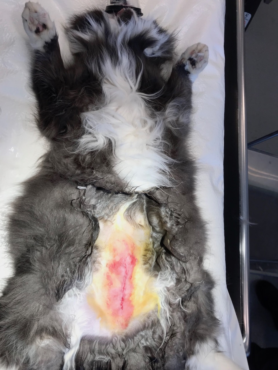 kastrering sterilisering av katt 