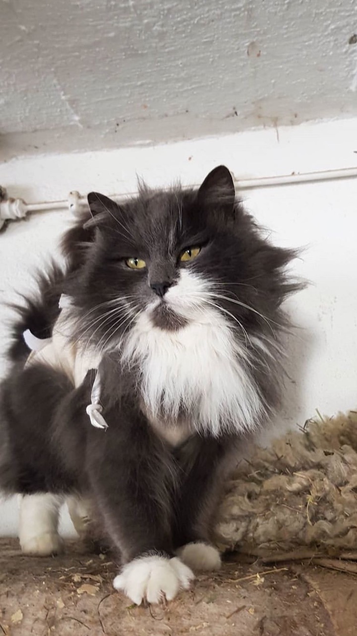 kastrering sterilisering av katt 