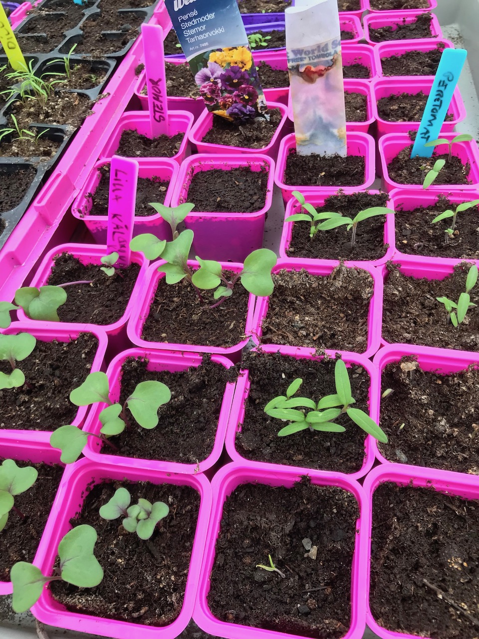 dyrking i drivhus orangeri planter