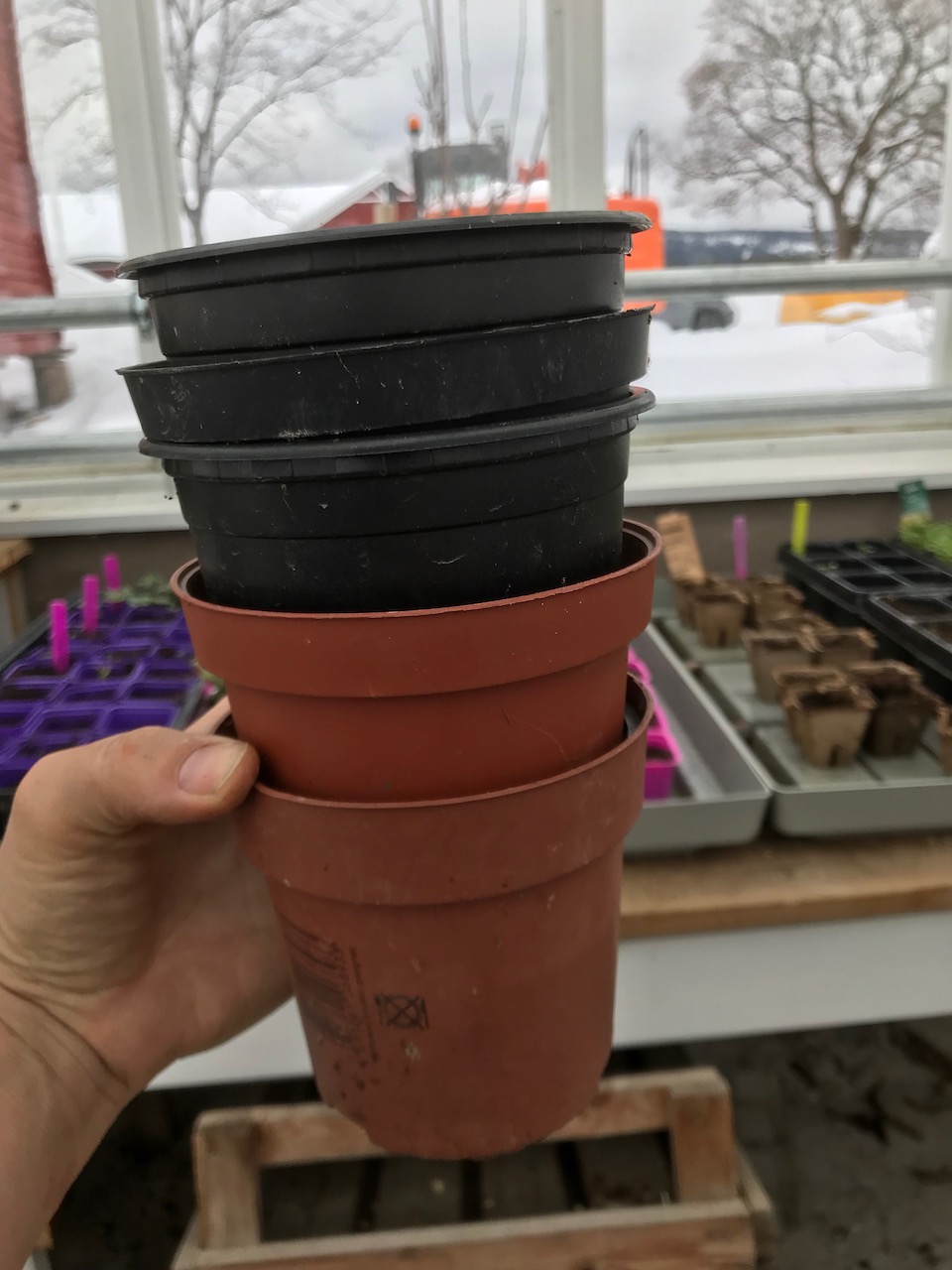 dyrking i drivhus orangeri planter